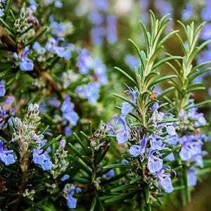 ROSEMARY SEEDS Salvia Rosmarinus Herb Seeds Medicinal Herb Seeds Garden Herb Seeds Heirloom Herbal Medicine