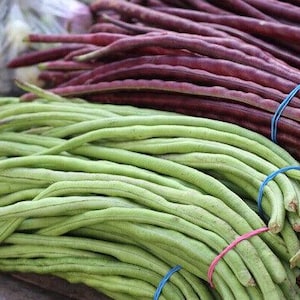 Può includere: Primo piano di un mazzo di fagiolini verdi e viola lunghi legati insieme con elastici. I fagiolini sono freschi e pronti per essere cucinati.