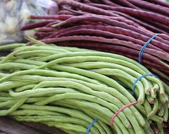 Semillas de frijol largo verde/rojo Semillas de frijol chino Semillas de frijol largo asiático