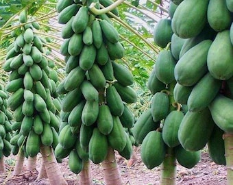 Thai Papaya Dwarf Seeds Organic Thai Papaya Seeds Dwarf Papaya Bonsai Papaya
