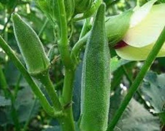 Pusa Sawani Ladys Finger Seeds Heirloom Seed Garden Vegetable Seeds Okra Seeds Pusa Sawani Okra Seed