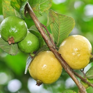 Peut inclure: Gros plan de fruits de goyave sur une branche. L'image montre des goyaves vertes et jaunes, avec quelques feuilles. Les goyaves sont rondes et ont une peau lisse. La branche est marron et les feuilles sont vertes.