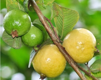 Sementes de goiaba mexicana, frutas, vegetais, sementes, goiaba de polpa cremosa, sementes de goiaba mexicana cremosa, sementes de frutas para horta caseira.