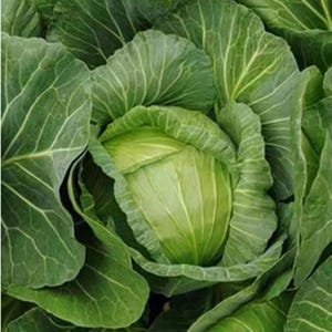 MINI CABBAGE SEEDS Heirloom Vegetable Seeds Small Cabbage Seeds Mini Cabbage Garden Vegetable