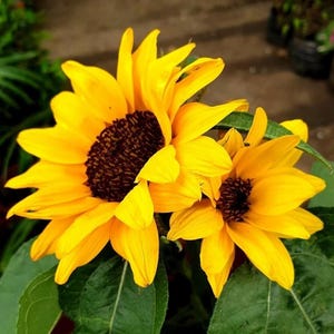 Sunflower Seeds DWARF SUNFLOWER SEEDS Flower Garden Pot Sunflowers Flower Seeds Garden Flower Seed