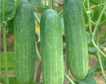ネパール産キュウリの種 春夏秋野菜の種 キュウリの種 園芸野菜の種