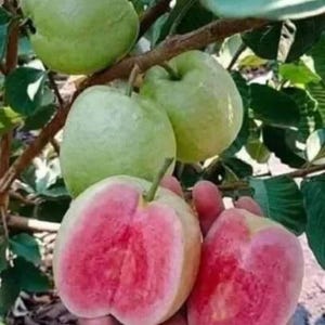 May include: Close-up of a guava fruit, showing the inside of the fruit with a pink flesh. The fruit is cut in half and the seeds are visible. The fruit is on a branch of a guava tree.