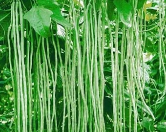 SNAKE BEAN SEEDS Climbing bean seeds Long beans vegetables snake bean seeds Beans