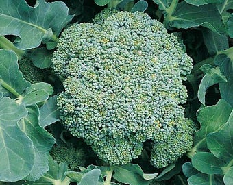 SEMILLAS VERDES DE BRÓCOLI Semillas de hortalizas Semillas de brócoli de brotes verdes Verduras
