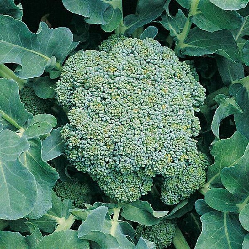 BROCCOLI GREEN SEEDS Vegetable Seeds Green Sprouting Broccoli Seeds ...