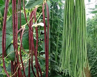 SEMILLAS DE JUDÍAS LARGAS Verdes y Rojas Fideos Frijoles Semillas de Hortalizas Semillas de Judías Verdes Semillas de Hortalizas de Jardín Semillas de Judías Largas
