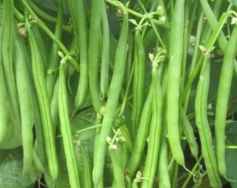 Könnte beinhalten: Nahaufnahme von frischen grünen Bohnen, die an einer Rebe wachsen. Die Bohnen sind lang, schlank und von leuchtend grüner Farbe. Kleine weiße Blüten sind dort zu sehen, wo die Bohnen an der Rebe befestigt sind. Das Bild zeigt eine gesunde, gedeihende Ernte.
