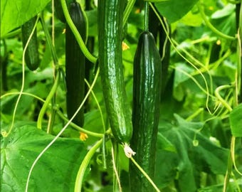 Semillas de pepino japonés, semillas de pepino japonés largo sin semillas, semillas de pepino Kyuri para huerto.