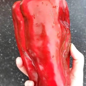 以下が含まれることがあります： 緑の茎を持つ、大きく明るい赤色のピーマン。ピーマンは手で持たれています。