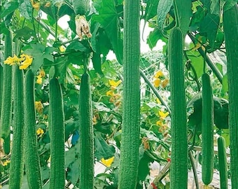 LUFFA GOURD ZADEN Gladde extra lange Aziatische Luffa-zaden Tropische moestuin Gladde Luffa-groentepompoenzaden Garden Groentezaad