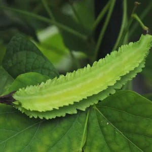 May include: A close-up of a green winged bean, also known as an asparagus bean, growing on a vine. The bean is long and thin with a slightly curved shape. The bean has a light green colour and a textured surface.