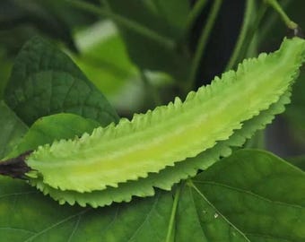 WINGED BEAN SEEDS Vegetables Heirloom Tropical Climbing Bean Seeds Winged Beans