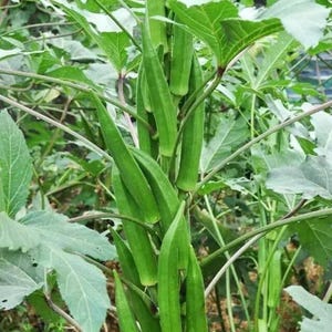 Okra-zaden met hoge opbrengst Groentezaden OKRA SEEDS Okra-zaden met hoge opbrengst