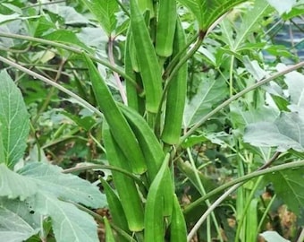 High Yield Okra Seeds Vegetable Seeds OKRA SEEDS Okra High Yielding Seeds
