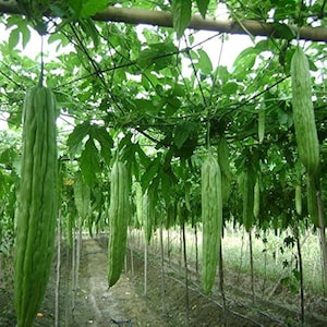 Puede incluir: Primer plano de una planta de melón amargo verde creciendo en un enrejado. Los melones son largos y delgados, con una textura abultada. La planta está creciendo en un campo, y el fondo está desenfocado.