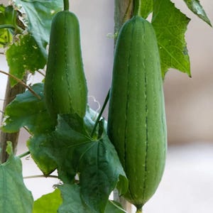 May include: Two green loofah gourds hanging from a vine, with large green leaves. The gourds are elongated and have vertical ridges. The image is a close-up, highlighting the texture and colour of the gourds and leaves.