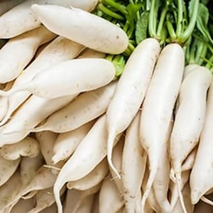 DAIKON RADISH SEEDS Mooli Seeds White Radish Seeds Daikon Radish Seed Vegetables Home Garden Vegetables Seed