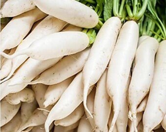 Può includere: Primo piano di un mucchio di ravanelli daikon bianchi freschi. I ravanelli sono lunghi e cilindrici, con una consistenza liscia e una leggera rastremazione verso la fine. Le cime verdi sono visibili sullo sfondo.