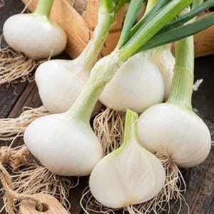 Early White Grano Onion Seeds Vegetable Garden Heirloom White Onion Seeds Onion Garden Vegetable Onion Seed
