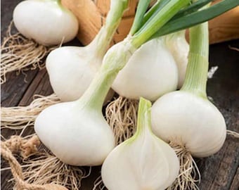 Early White Grano Onion Seeds Vegetable Garden Heirloom White Onion Seeds Onion Garden Vegetable Onion Seed