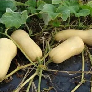 BUTTERNUT PUMPKIN SEEDS Home Vegetable Garden Pumpkin Seed Garden Vegetables Pumpkin Seeds