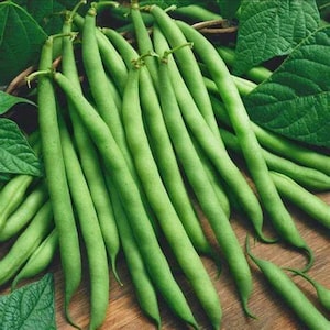 WINDSOR BEANS SEEDS Vegetable Seeds Long Pod Beans Bush Bean Seeds Garden Vegetable Seeds Small Bean Seeds
