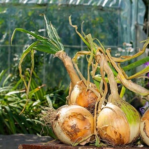 Large Bulb Onion Seed Huge Vegetable Eksibishen Bulb Onion Exhibition Bulb Onion