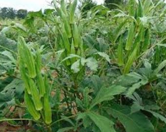 Heavy Hitter Okra Seeds Heirloom Okra Heavy Hitter Seeds Non GMO Vegetable Seeds Garden Vegetable Ladys Finger Bhindi Seeds