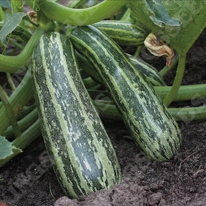 Könnte beinhalten: Nahaufnahme von mehreren grün-weiß gestreiften Zucchini, die in Erde wachsen. Die Zucchini sind länglich und haben eine strukturierte Oberfläche. Grüne Blätter und Ranken umgeben die Zucchini.