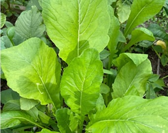 Semillas de mostaza verde tierna, semillas de espinaca japonesa tradicional, verduras Komatsuna, semillas de verduras para el huerto casero.