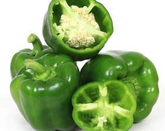 SEMILLAS DE PIMIENTO VERDE Semillas de pimiento verde Semillas de pimiento verde Huerto Semillas de hortalizas Huerto casero Semillas de hortalizas