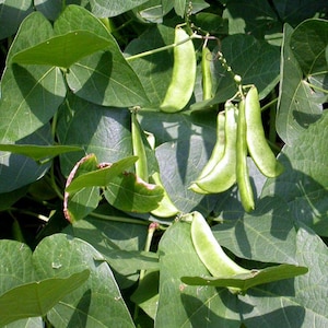 ライマ豆の種 グリーンベジタブルガーデン ビルマ豆の種 チャド豆の種