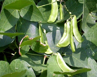 LIMA BEAN SEEDS Green Vegetable Garden Burma Bean Seeds Chad bean Seeds