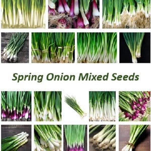 May include: A collection of images featuring spring onions. The photographs show bunches of green onions with white and purple bulbs, some with roots attached. The text "Spring Onion Mixed Seeds" is displayed, indicating the product.