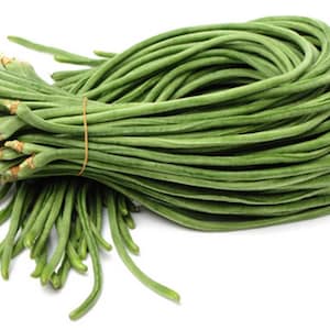 Può includere: Un mazzo di fagiolini verdi freschi e vibranti, noti anche come fagiolini lunghi, legati con un elastico. I fagiolini sono di un verde brillante e sembrano appena raccolti, pronti per la cottura.