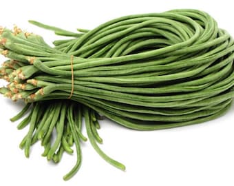 SEMILLAS DE FRIJOL SERPIENTE Semillas de frijol trepador asiático tradicional Frijoles largos Semillas de frijol trepador Frijoles largos vegetales Semillas de frijol serpiente verde Frijoles