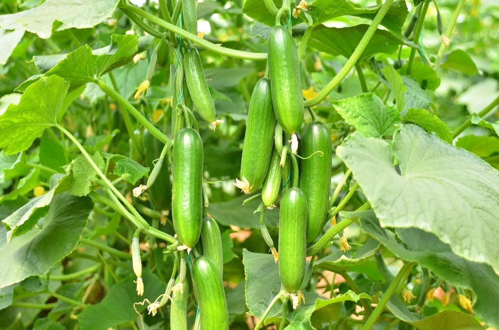 5 Inch Cucomber Mini Munch Cucumber Seeds Tiny Cucumbers Tiny Lebanese Cucumber Small ...