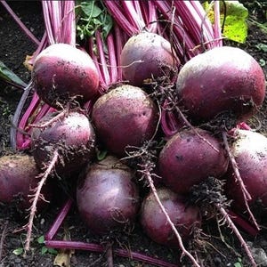 May include: A collection of freshly harvested beetroot, showing their leafy tops and roots. The beetroot are a deep reddish-purple colour, with soil clinging to their surfaces. The image highlights the natural, earthy tones of the root vegetables.
