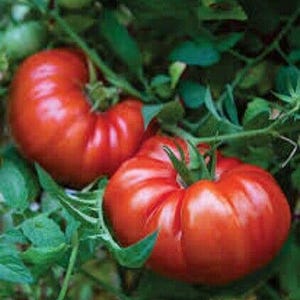 BEEFSTEAK TOMATO SEEDS Heirloom Tomato Seeds Vegetable Seeds Huge Tomato Seeds