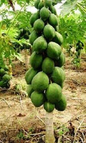 Gorgon Fruit Australia