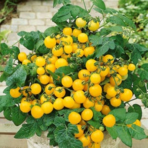 Yellow CHERRY TOMATO SEEDS Heirloom Yellow Cherry Honey Bee Tomato seeds Home Garden Vegetables Seed