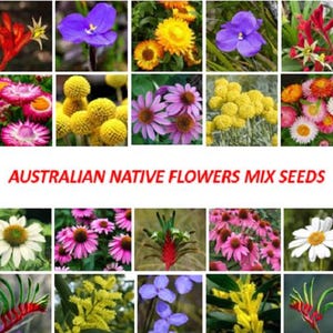 May include: A collection of Australian native flower seeds, including pink, purple, yellow, and white flowers. The image shows a variety of flowers, including daisies, sunflowers, and wildflowers.  AUSTRALIAN NATIVE FLOWERS MIX SEEDS