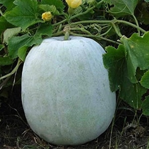 May include: A large, pale green winter melon, with green leaves and vines. The melon has a smooth, slightly textured surface and is partially obscured by the foliage. A small yellow flower is visible near the top of the image.