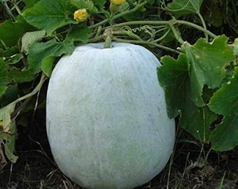 May include: A large, pale green winter melon, with green leaves and vines. The melon has a smooth, slightly textured surface and is partially obscured by the foliage. A small yellow flower is visible near the top of the image.