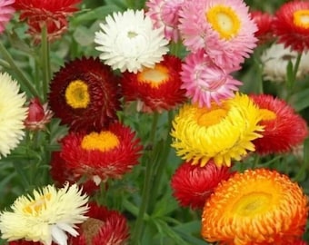 Könnte beinhalten: Eine Vielzahl von bunten Strohblumen in voller Blüte. Die Blüten sind in Rot-, Orange-, Gelb-, Rosa- und Weißtönen gehalten. Die Blüten sind in einer Gruppe angeordnet, wobei die Stiele sichtbar sind.